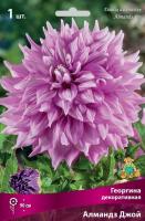 Георгина Алмандз Джой 1шт (Поиск)