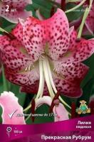 Лилия Прекрасная Рубрум (Специальный гибрид) 12/14 3шт (Поиск)