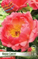 Пион Корал Сансет 2/3 1шт (Колорлайн)