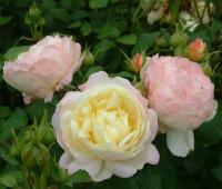 Роза Андре Брише (Имка Марина) (Шраб) 1-3 побега ОКС 10шт/пучок (Сиб сад)