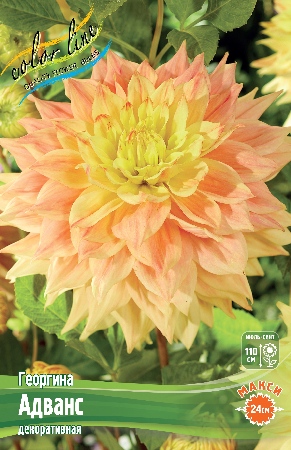 Георгина Адванс 1шт (Колорлайн)