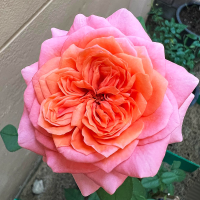 Роза Лондон Ай (Пионовидная) 1-3 побега ОКС 10шт/пучок (Сиб сад)