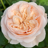 Роза Парадиз Бич (Флорибунда) 1-3 побега ОКС 10шт/пучок (Сиб сад)