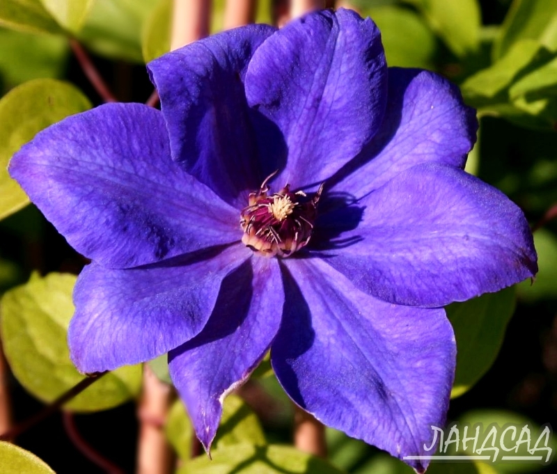 Клематис xerxes. Клематис xerxes фото и описание сорта. Клематис ксеркс. Клематис либерти. Шиммер клематис фото.