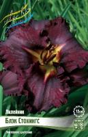 Лилейник Блэк Стокингс 1шт (Колорлайн)