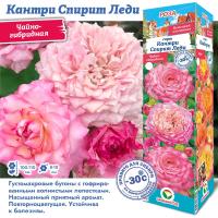 Роза Кантри Спирит Леди (Чайно-гибридная) 1шт (Сиб сад)