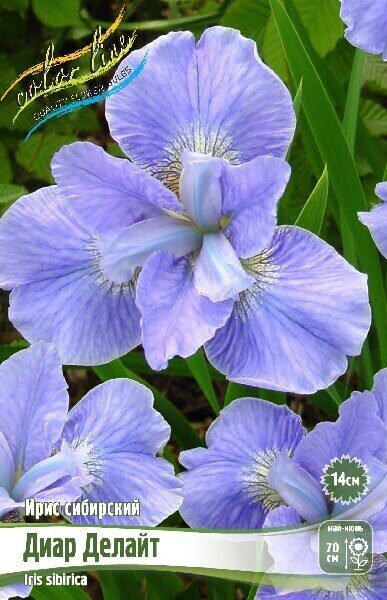 Ирис Диар Делайт (Сибирский) 1шт (Колорлайн)