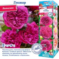 Роза Гектор (Японская) 1шт (Сиб сад)
