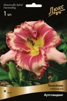 Лилейник Аутстандинг 1шт (Поиск)