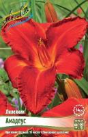 Лилейник Амадеус 1шт (Колорлайн)