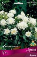 Георгина Аспен 1шт (Поиск)