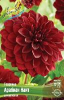 Георгина Арабиан Найт 1шт (Колорлайн)