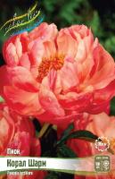 Пион Корал Шарм 2/3 1шт (Колорлайн)