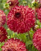 Георгина Айяна 1шт (Колорлайн)