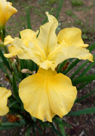 Ирис Кисс Зе Герл (Сибирский) 1шт (Колорлайн)