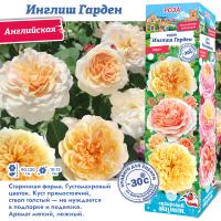 Роза Инглиш Гарден (Английская) 1шт (Сиб сад)