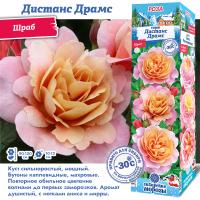 Роза Дистанс Драмс (Шраб) 1шт (Сиб сад)