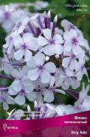 Флокс Блу Айс 1шт (Поиск)