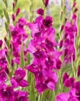 Гладиолус Мистик Маджента 10/12 8шт (Колорлайн)