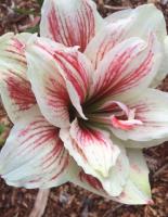 Амариллис Акуаро 24/26 1шт (Поиск)