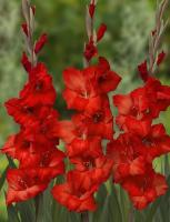 Гладиолус Йоска 10/12 10шт (Поиск)