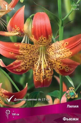 Лилия Фьюжн (Специальный гибрид) 14/16 1шт (Поиск)