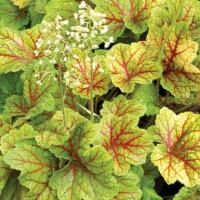 Гейхера Электра 1шт (Поиск)