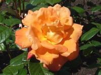 Роза Луи де Финес (Чайно-гибридная) 1-3 побега ОКС 10шт/пучок (Сиб сад)