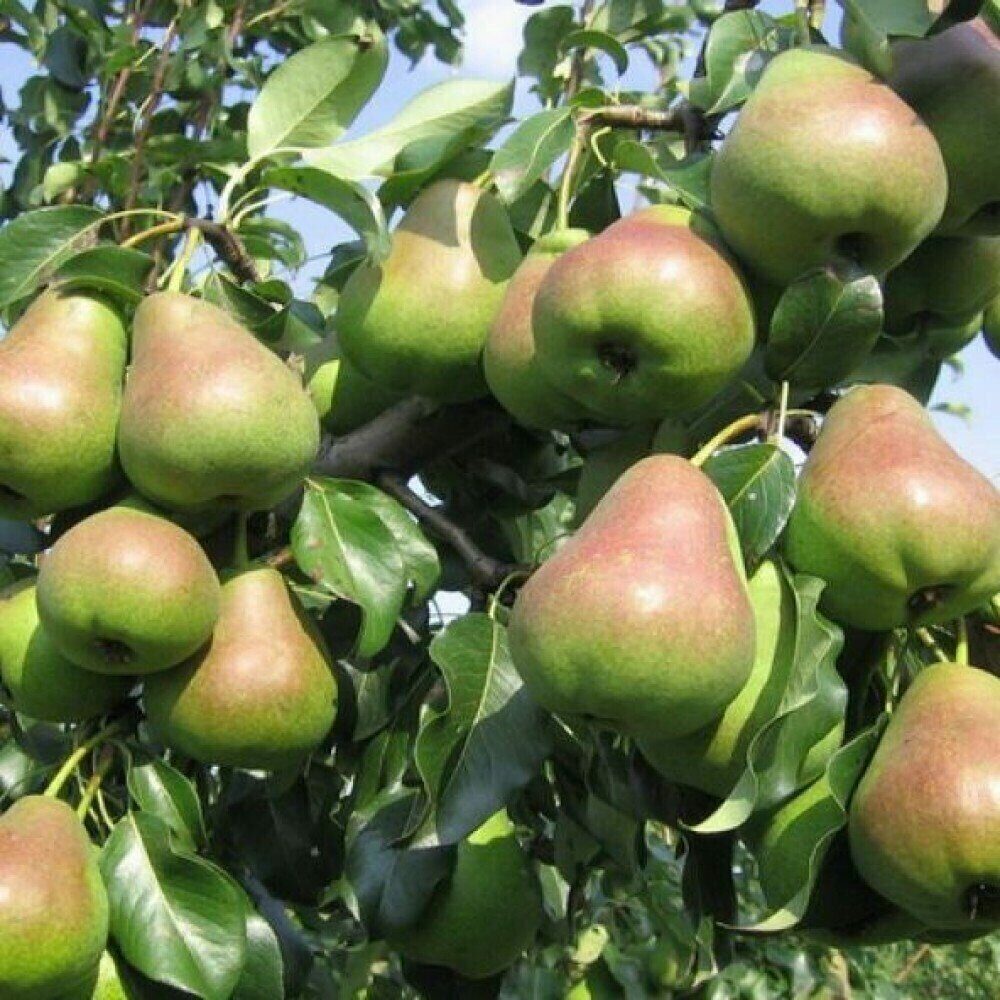 Груша алтайская красавица. Груша алтайская красавица. Груша сварог. Груша летняя северянка. Сорт груши талгарская красавица.