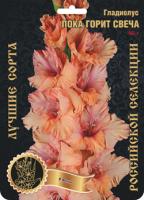 Гладиолус Пока Горит Свеча 563,Фотин 1 р-р 7шт (Ф)