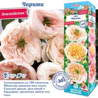 Роза Чарити (Английская) 1шт (Сиб сад)