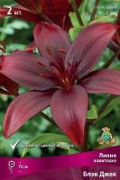 Лилия Блэк Джек (Азиатский гибрид) 12/14 3шт (Поиск)