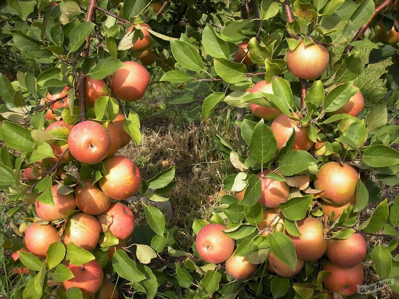 Яблоня суперинтенсивное (полукарлик)