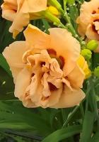 Лилейник Априкот Блисс 1шт  (Колорлайн)