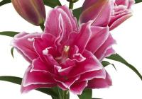 Лилия ROSELILY Матильда (Восточная/Махровая) 12/14 5шт (Колорлайн)