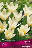 Тюльпан Концерто 10/11 10шт (Поиск)