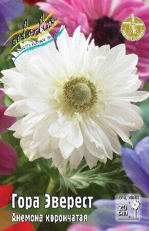 Анемона Гора Эверест 5/6 10шт (Колорлайн)