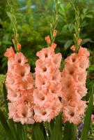 Гладиолус Донателла 10/12 10шт (Поиск)