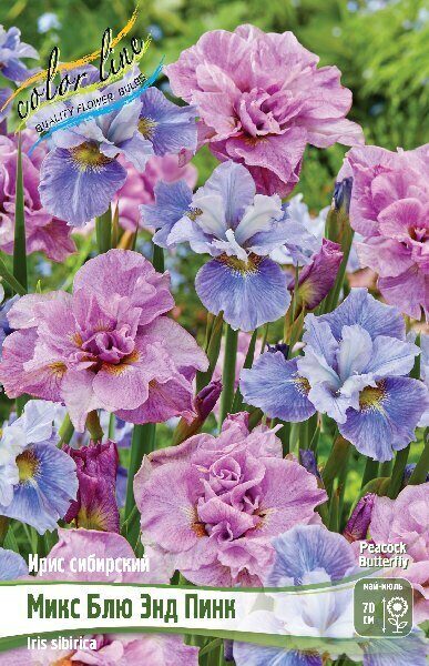 Ирис Микс Блю Энд Пинк Пикок Баттерфляй (Сибирский) 2шт (Колорлайн)