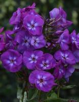 Флокс Адинда 1шт (Поиск)