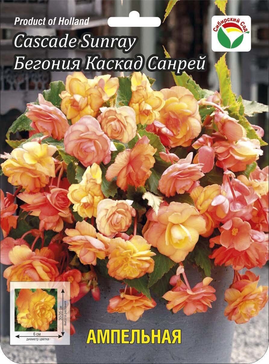 Купить Бегония Каскад Санрай 6/7 2шт (Сиб сад) в АФ 