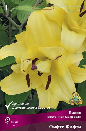 Лилия Фифти Фифти (Восточная/Махровая) 14/16 1шт (Поиск)