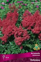 Астильба Кобленц 1шт (Поиск)