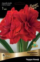 Амариллис Черри Нимф 24/26 1шт (Поиск)