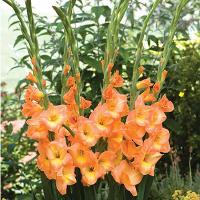 Гладиолус Пич Мельба 10/12 5шт (Поиск)