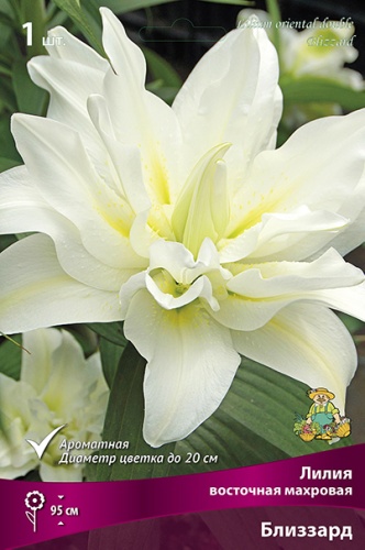 Лилия Близзард (Восточная/Махровая) 14/16 1шт (Поиск)
