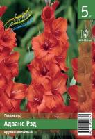 Гладиолус Адванс Рэд 10/12 5шт (Колорлайн)