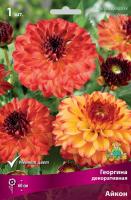 Георгина Айкон 1шт (Поиск)