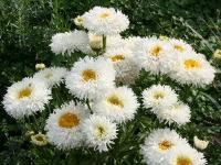 Нивяник Крейзи Дейзи 1шт (Поиск)