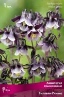 Аквилегия Вилльям Гиннес 1шт (Поиск)